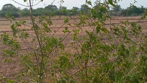 Plot Area in  Plot at Machavaram – for Sale