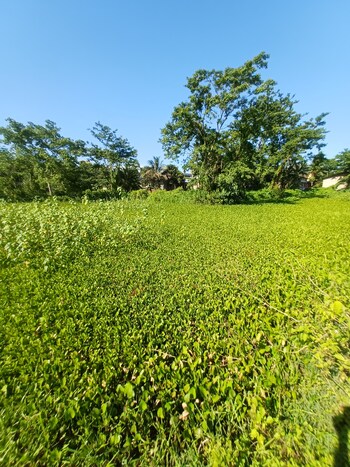 Plot for Sale in North Guwahati, Guwahati