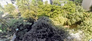 3 BHK Apartment – Garden View at Khar West - for Rent