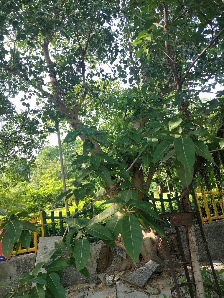 Exterior View, sector 38 6+ Bedroom 259 Sq.Ft. Villa In Sector 38 Noida 10563467