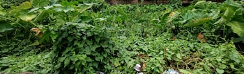 Plot for Sale in Bagharbari, Guwahati