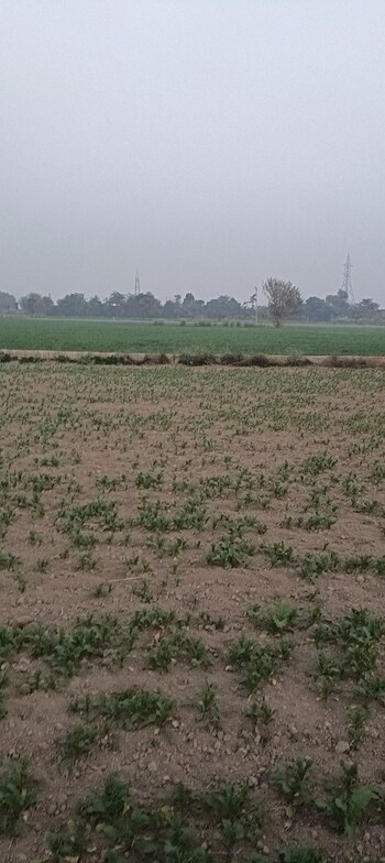 Land for Sale in Jind ho, Jind