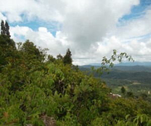  Plot – Garden View at Madikeri - for Sale