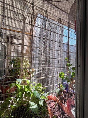 Balcony in 1 BHK Apartment at Lodha Amara, Kolshet Road – for Rent