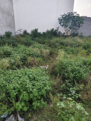Land for Rent in Manyawas, Jaipur