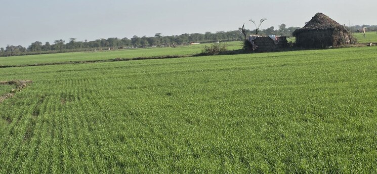 Garden, jewar Commercial Land 7056 Sq.Yd. In Jewar Greater Noida 9683861