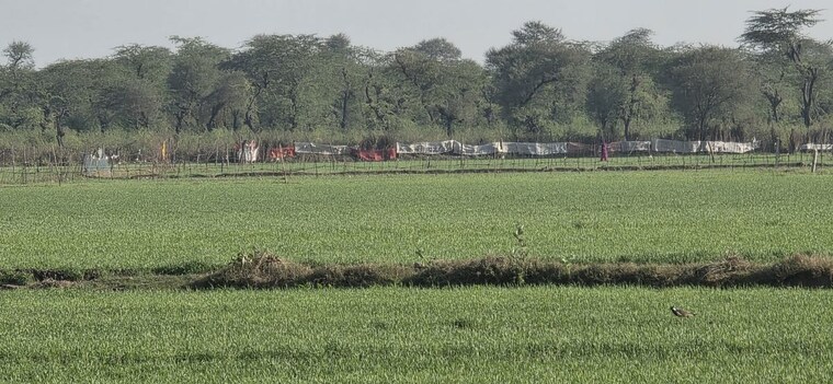 undefined, jewar Commercial Land 7056 Sq.Yd. In Jewar Greater Noida 9683861