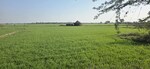 7056 Sq.Yd. Land in Jewar