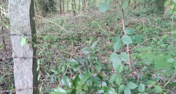  Plot – Exterior View View at Kottayi - for Sale