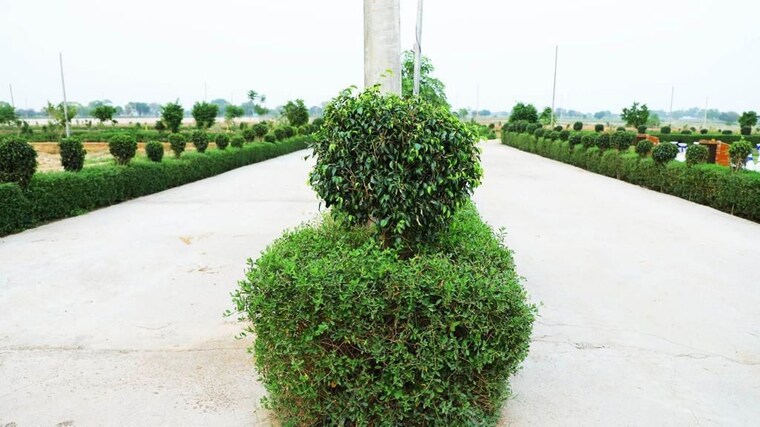 Garden, tappal  270 Sq.Yd. Plot In Tappal Aligarh 9697568