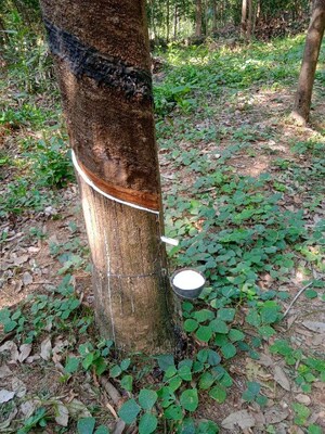 Plot Area in  Land at Moodabidiri – for Sale