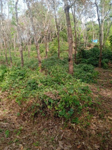 Plot Area in  Land at Moodabidiri – for Sale