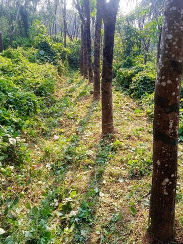 Plot Area in  Land at Moodabidiri – for Sale