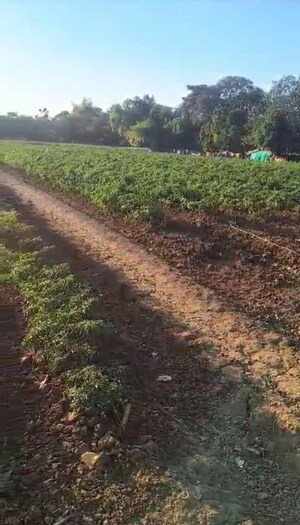 Plot Area in  Plot at Mahim – for Sale