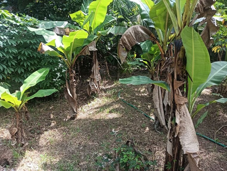 Garden, kuttoor  3376 Sq.Ft. Plot In Kuttoor Thrissur 9723080