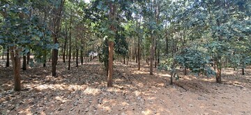 Plot Area in  Plot at Chitkul – for Sale