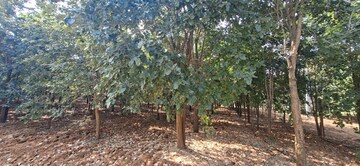 Plot Area in  Plot at Chitkul – for Sale