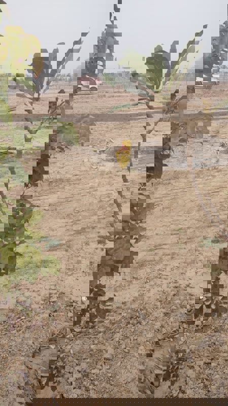 Plot For Sale in Tappal