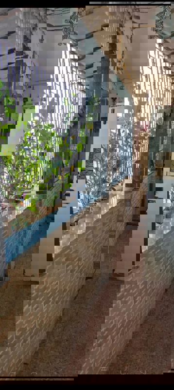 1 BHK Apartment For Rent in Ganoomal Mansion CHS