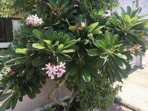 4 BHK Independent House – Garden View at Bagli Village - for Rent