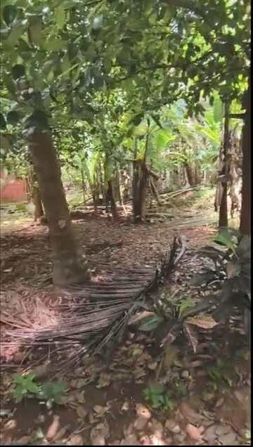 Plot Area in  Plot at Mannuthy – for Sale