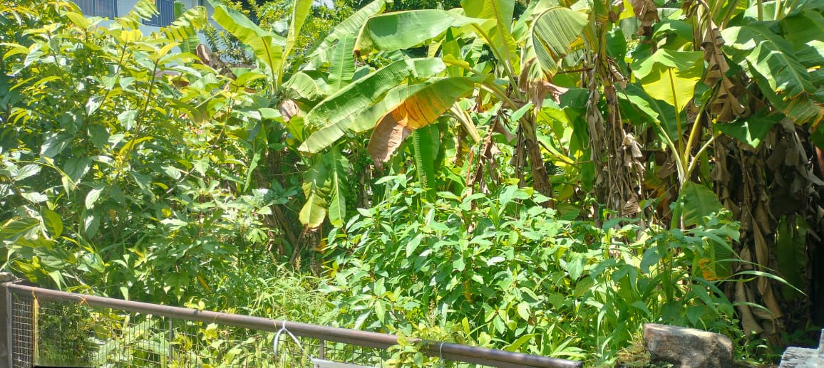 Plot For Sale in Kanattukara