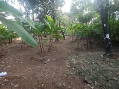 Plot For Sale in Kolazhy