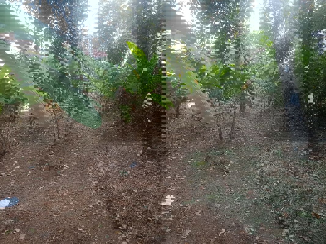 Plot For Sale in Kolazhy