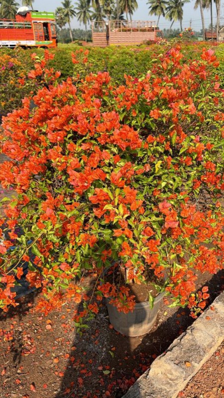 Garden, bhogapuram  158 Sq.Yd. Plot In Bhogapuram Vizag 9736968