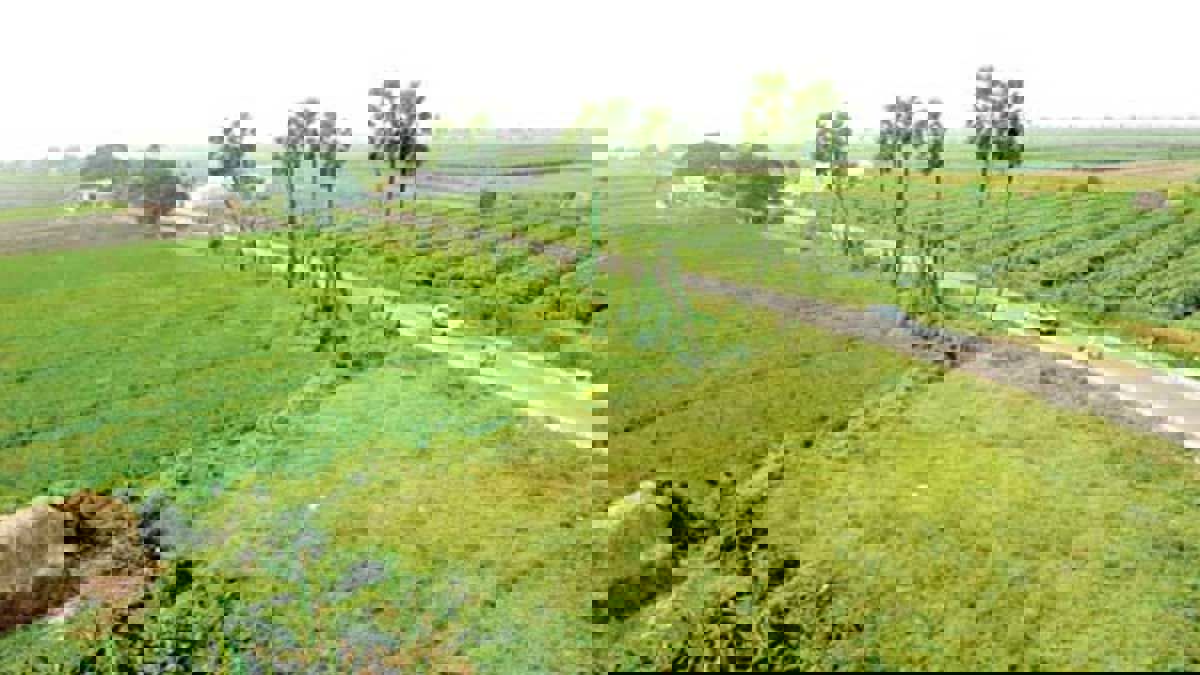 Plot For Sale in Gamma II Greater Noida