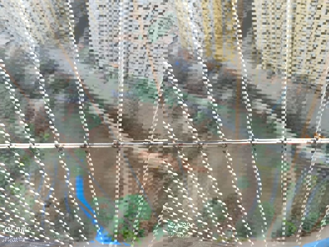 1.5 BHK 553 Sq.Ft. Apartment in Runwal Gardens