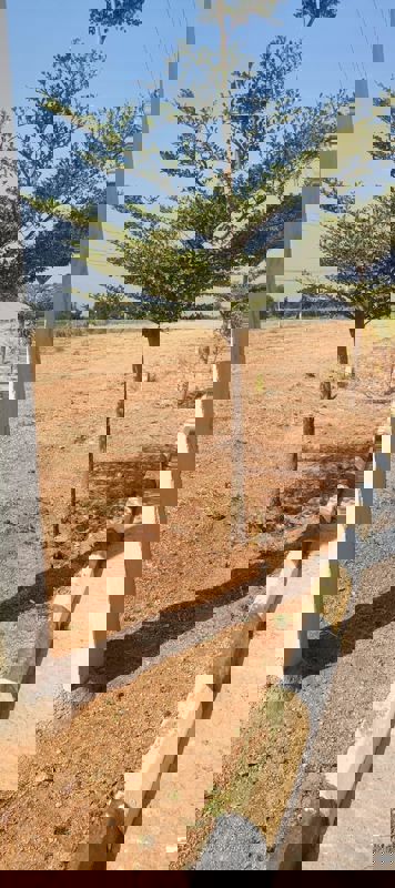 Plot For Sale in Fortune Butterfly City