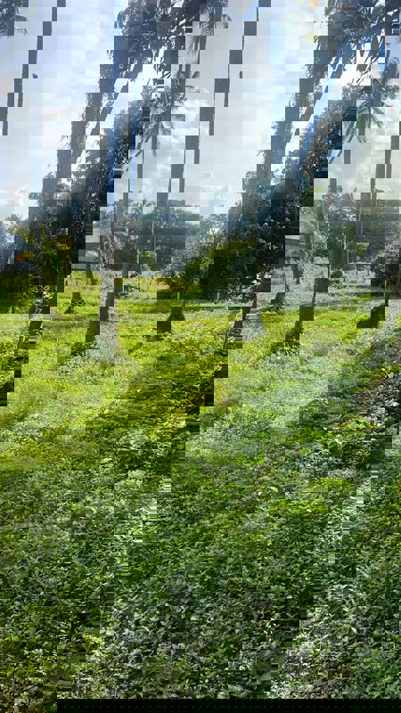 Plot For Sale in Cheroor