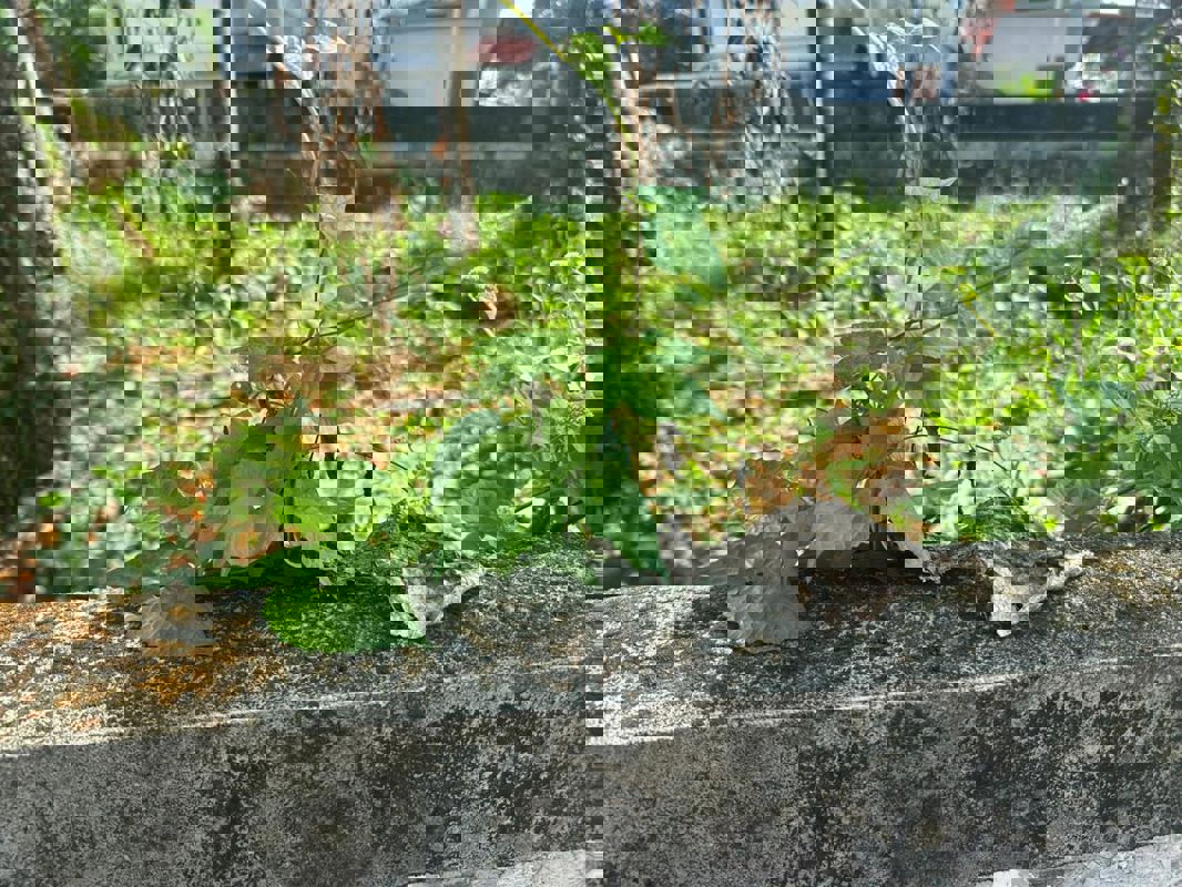 Plot For Sale in Kalathode