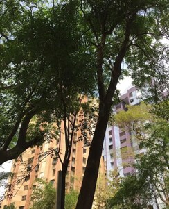 2 BHK + Pooja Room,Study Room Apartment For Rent in Eden Woods complex