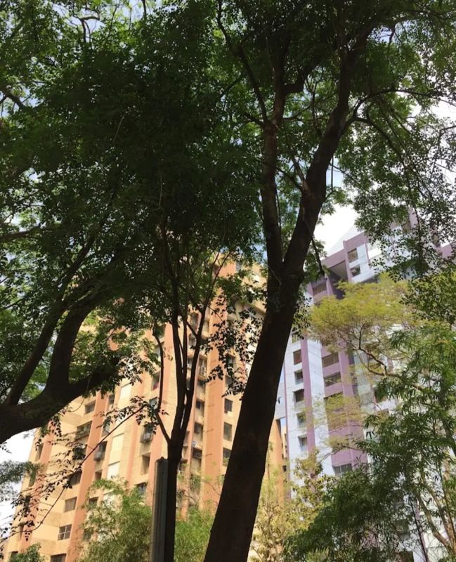 2 BHK + Pooja Room,Study Room Apartment For Rent in Eden Woods complex