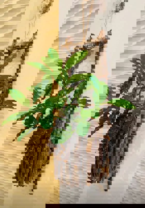 Pg For Rent in Vibhuti Khand