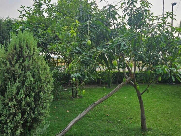 Garden, swaraaj-the-villagio  10000 Sq.Ft. Plot In Mohanlalganj Lucknow 9757872