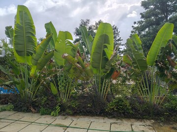 2 BHK Builder Floor – Exterior View View at Shirwal - for Sale