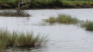   Plot at Shirwal – for Sale