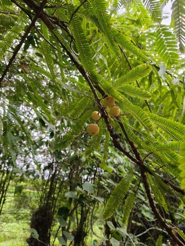  Plot – Garden View at By The Lake, Shirwal - for Sale