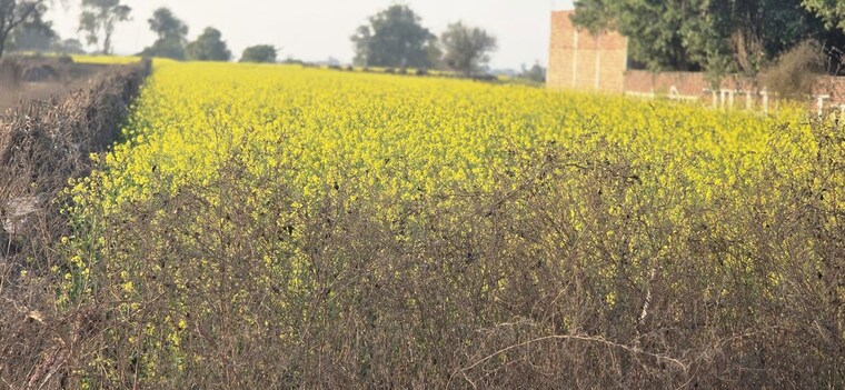 Garden, jewar Commercial Land 6137 Sq.Ft. In Jewar Greater Noida 9764737