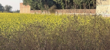  Land For Sale in Jewar