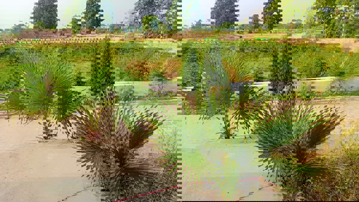 Plot For Sale in Sultanpur Road