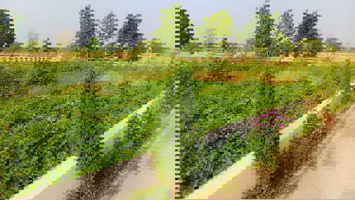 Plot For Sale in Sultanpur Road