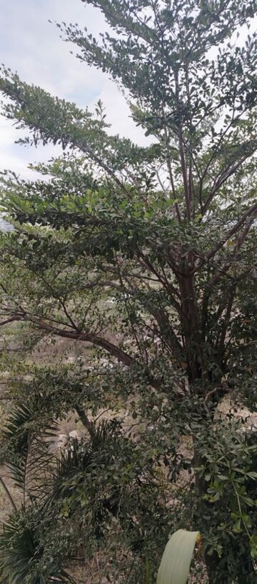 Master Bedroom in 3 BHK Apartment at SSK Sunway Nest, Bachupally – for Sale