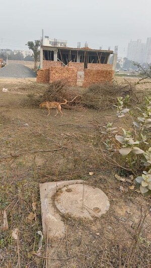 Plot Area in  Plot at Sector 77 – for Sale