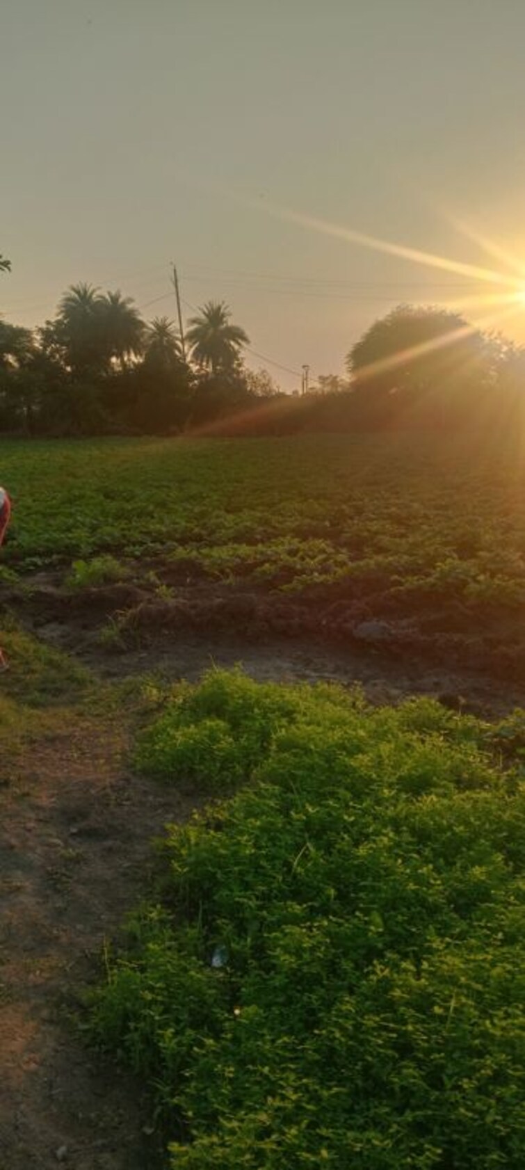 Cover Image, super corridor  1200 Sq.Yd. Plot In Super Corridor Indore 9773869