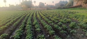 Plot Area in  Plot at Super Corridor – for Sale