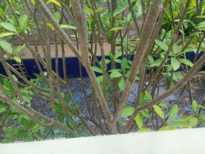 Master Plan in 4 BHK Villa at Sobha Lifestyle, Devanahalli – for Rent